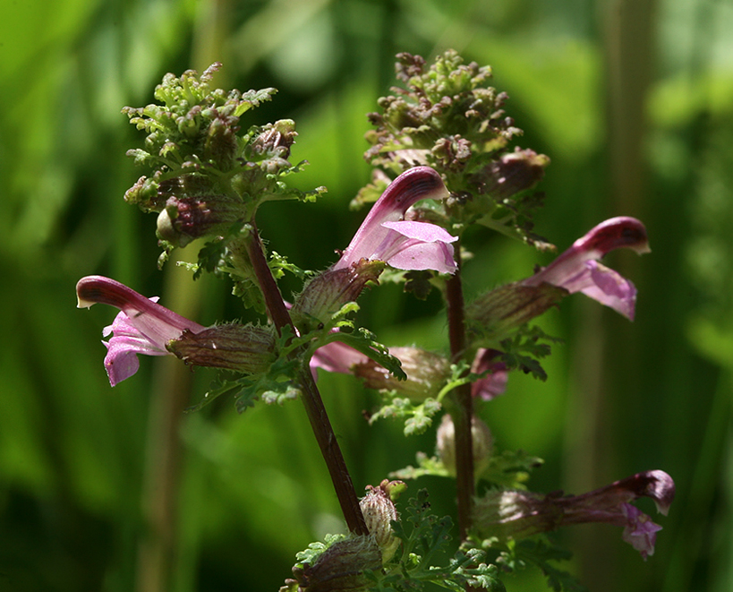 Image of Pedicularis palustris specimen.