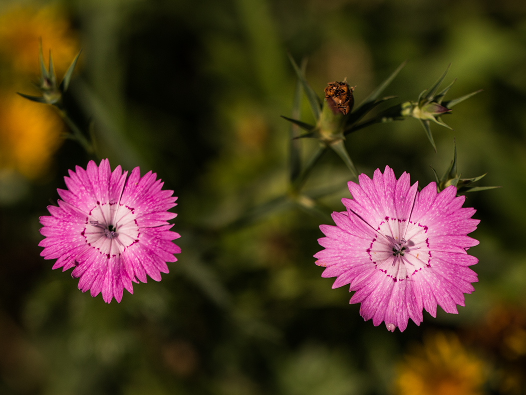 Image of Dianthus caucaseus specimen.