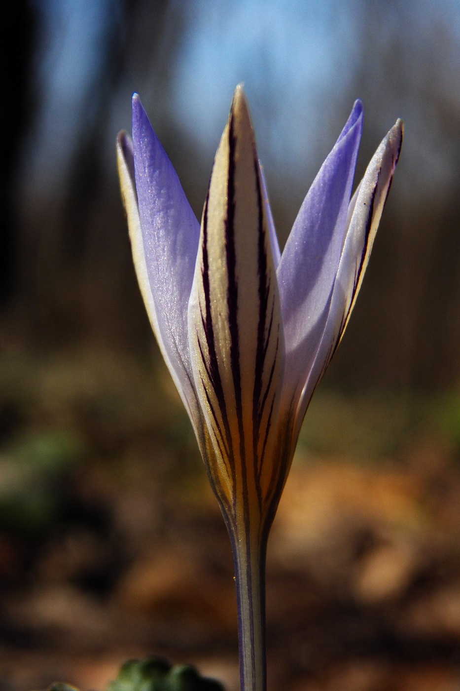 Изображение особи Crocus reticulatus.