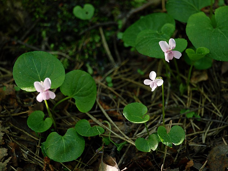 Изображение особи Viola palustris.