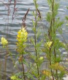 Rhinanthus vernalis