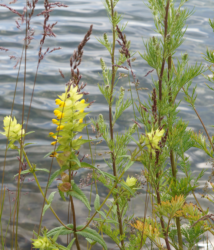 Изображение особи Rhinanthus vernalis.