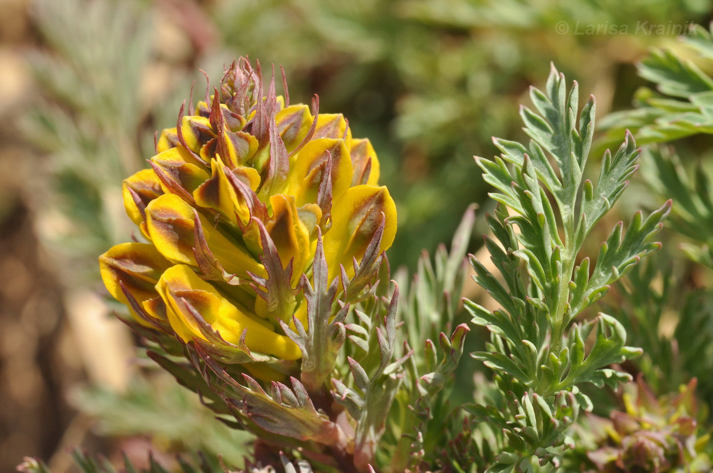 Image of Corydalis speciosa specimen.