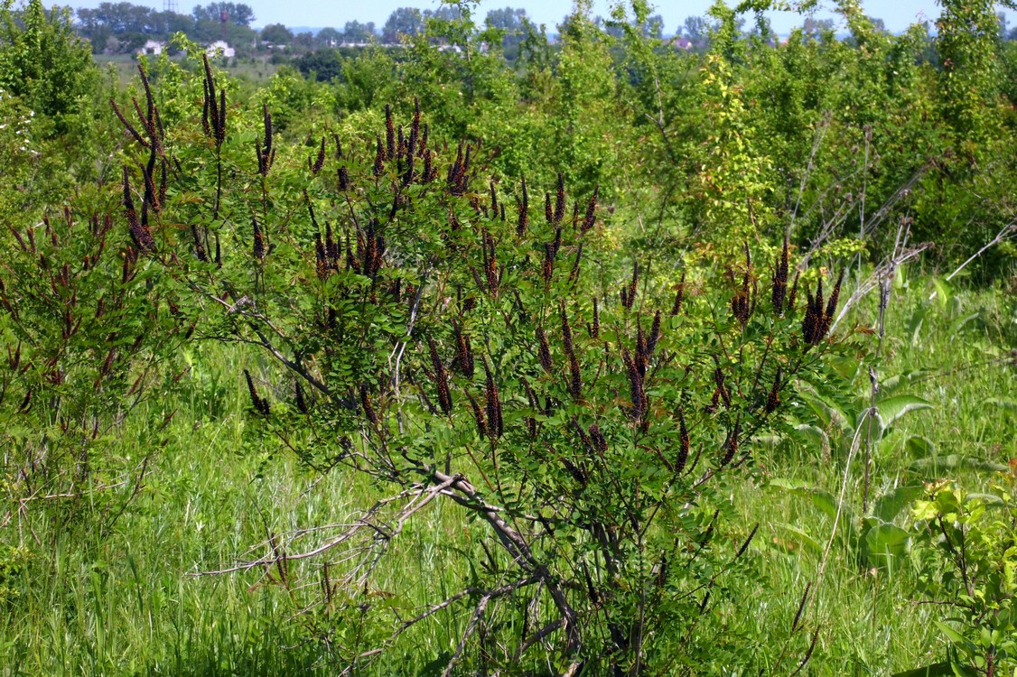 Image of Amorpha fruticosa specimen.