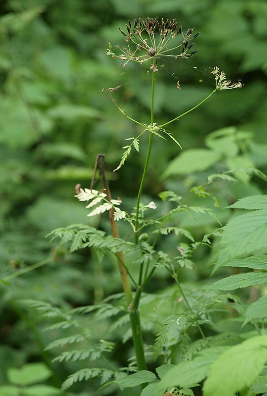 Изображение особи Anthriscus sylvestris.