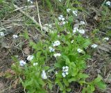 genus Myosotis