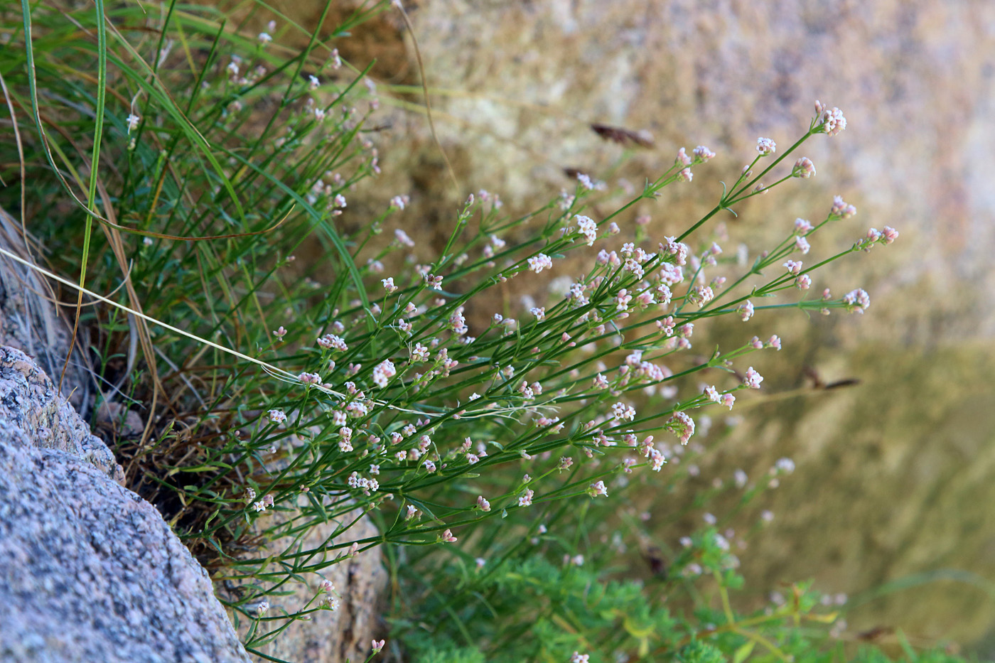 Image of Asperula congesta specimen.