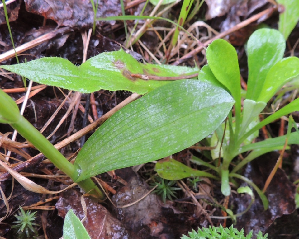 Image of Pseudorchis albida specimen.