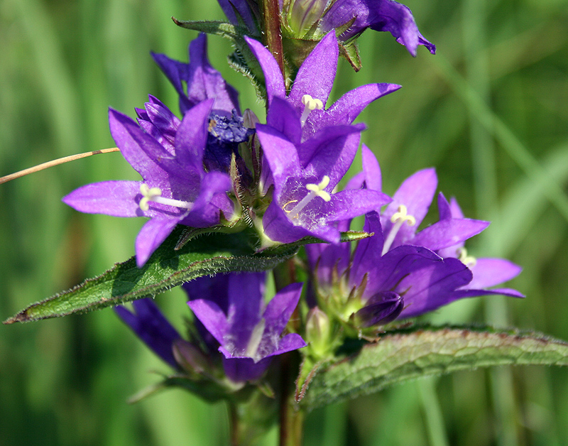 Изображение особи Campanula glomerata.