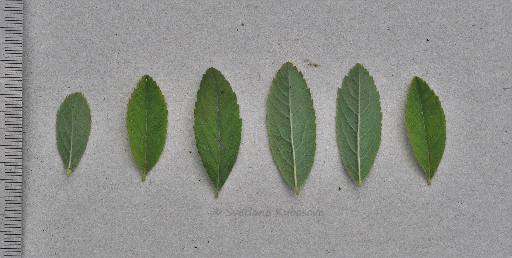 Image of Spiraea × billardii specimen.