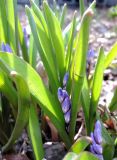 Chionodoxa forbesii