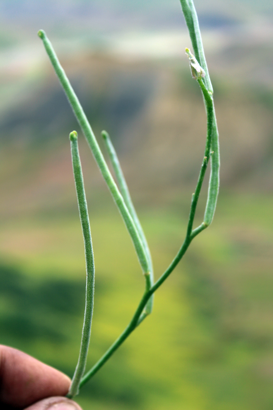 Image of Matthiola caspica specimen.