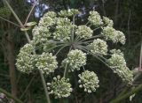 Angelica pachyptera