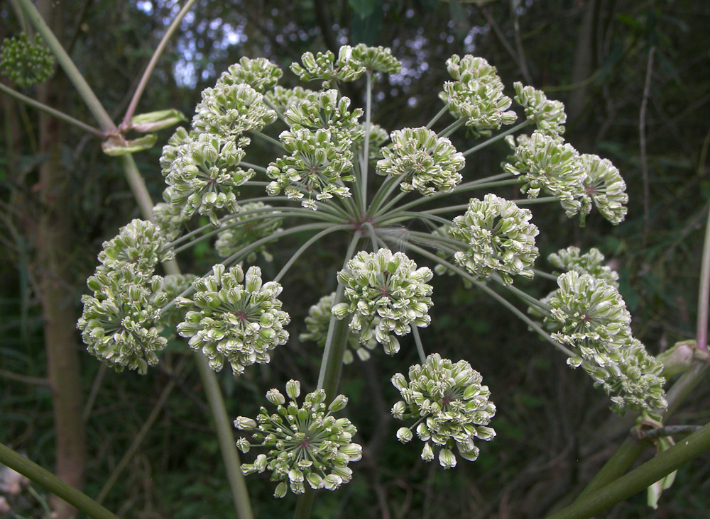 Изображение особи Angelica pachyptera.