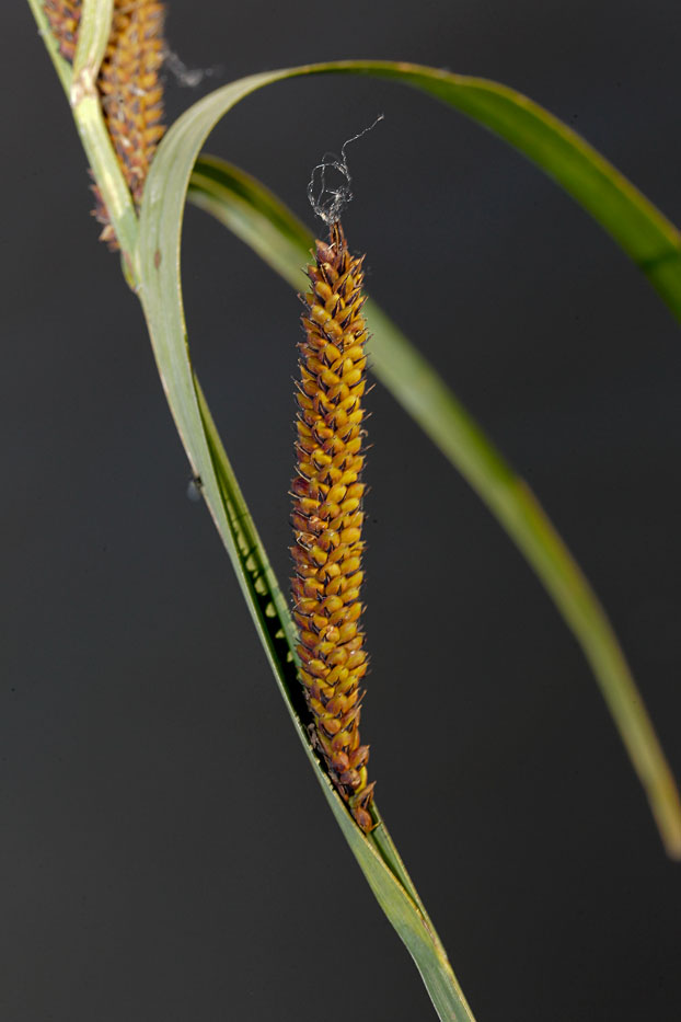 Изображение особи Carex acuta.