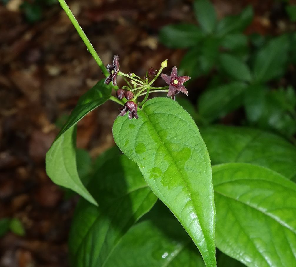 Image of Vincetoxicum scandens specimen.