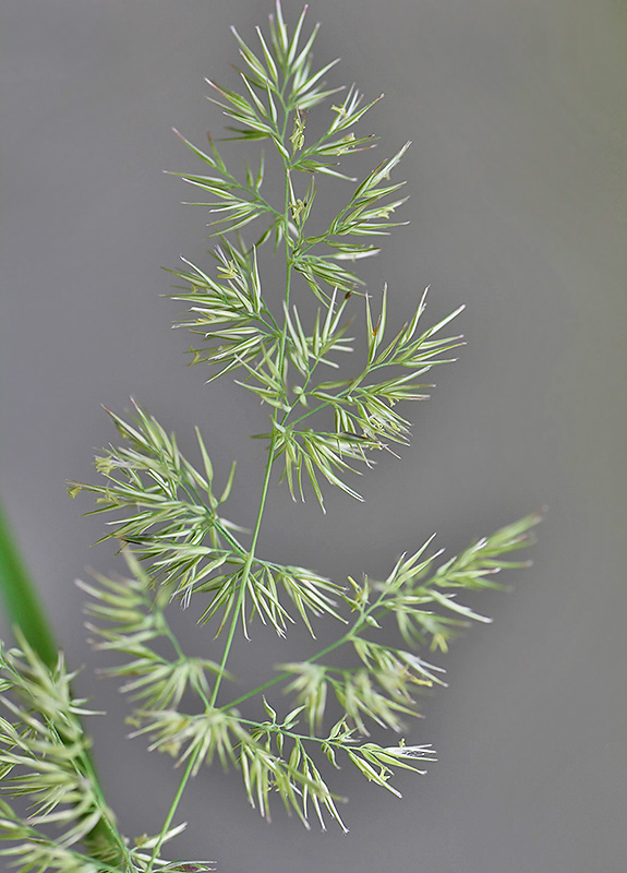 Изображение особи Calamagrostis epigeios.