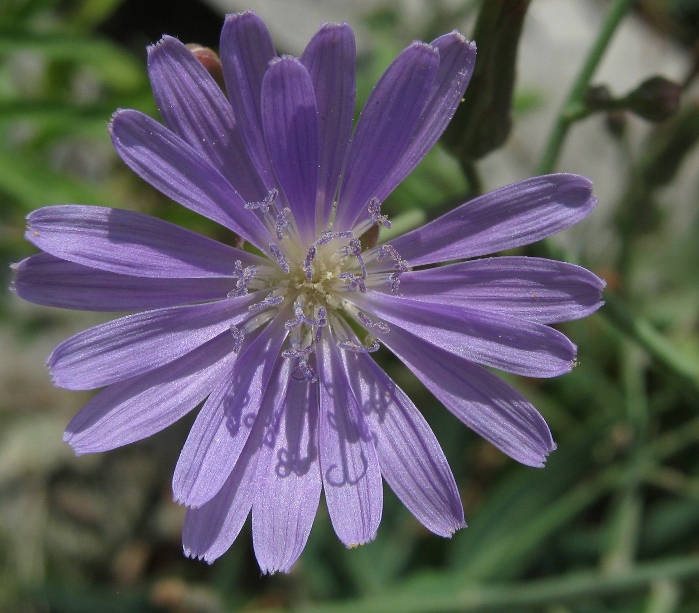 Image of Lactuca tatarica specimen.