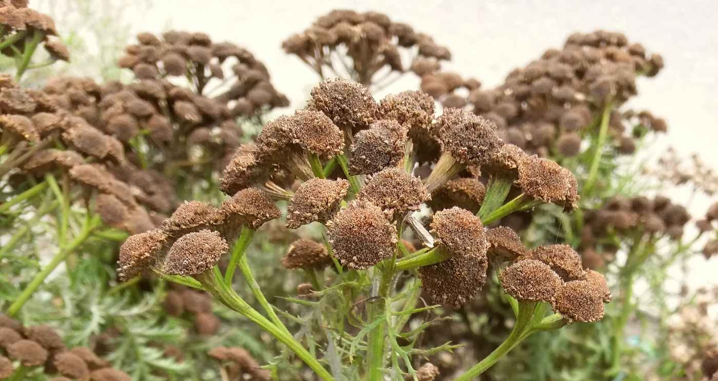 Image of Tanacetum boreale specimen.