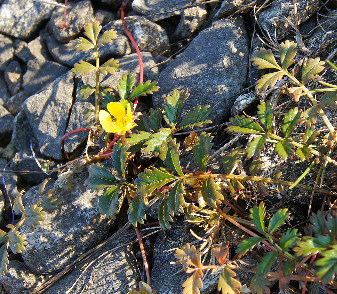 Image of Potentilla anserina ssp. groenlandica specimen.