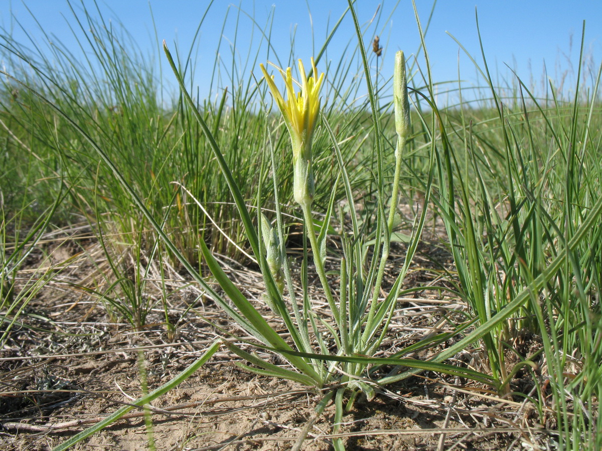 Изображение особи Scorzonera pubescens.