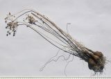 Image of taxon representative. Author is Сергей Банкетов
