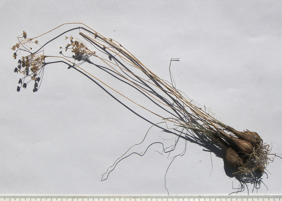Image of Allium inaequale specimen.