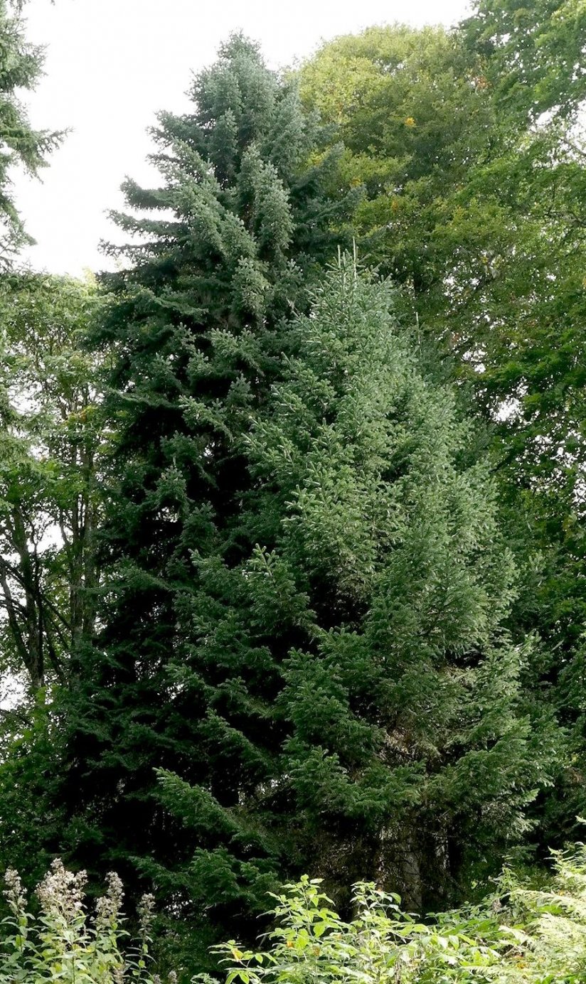 Image of Abies nordmanniana specimen.