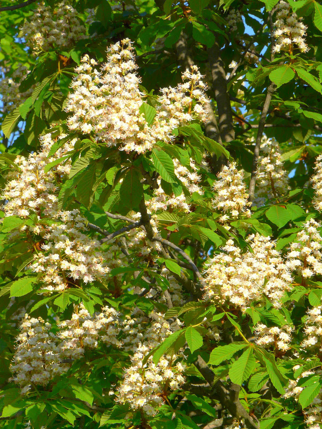 Изображение особи Aesculus hippocastanum.