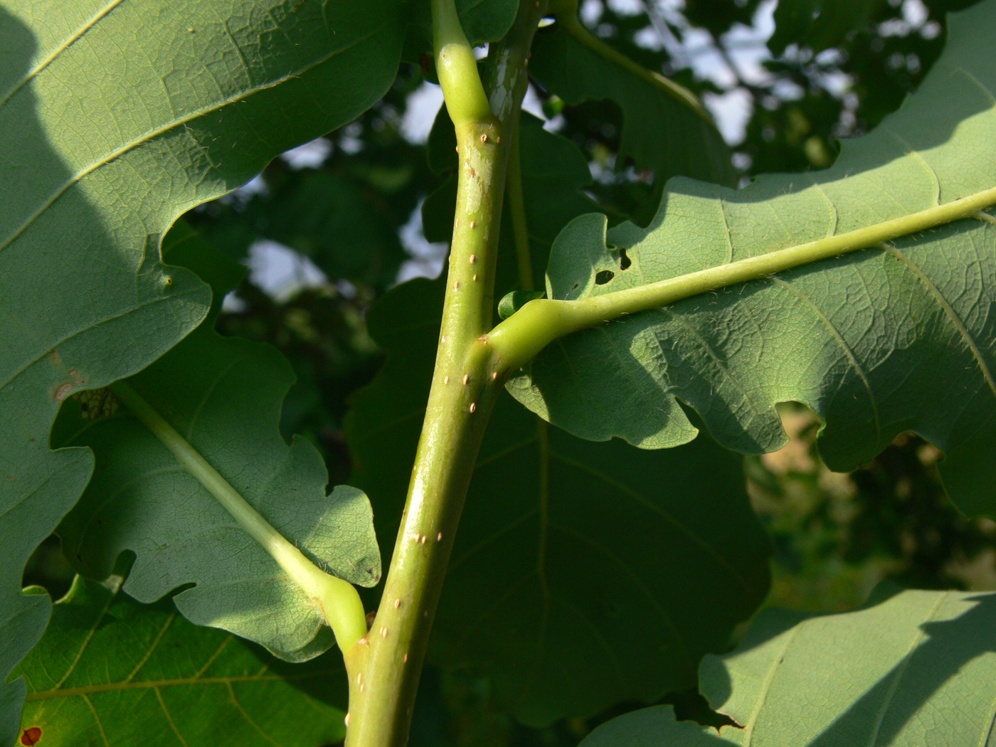 Изображение особи Quercus mongolica.