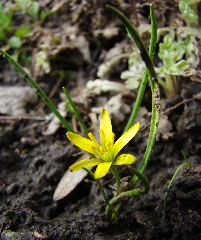 Image of Gagea pusilla specimen.