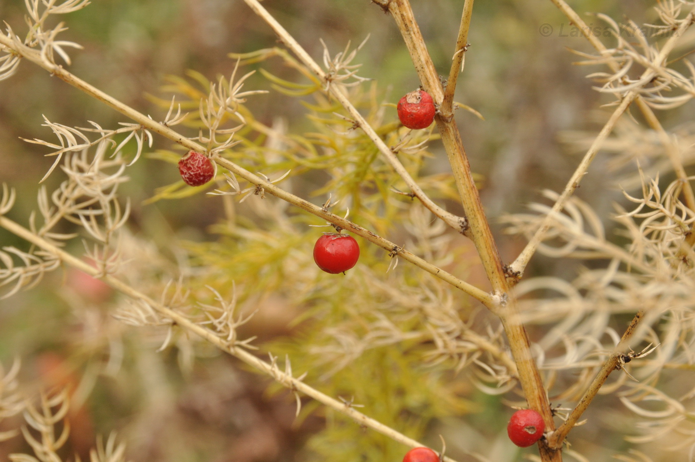Image of Asparagus schoberioides specimen.