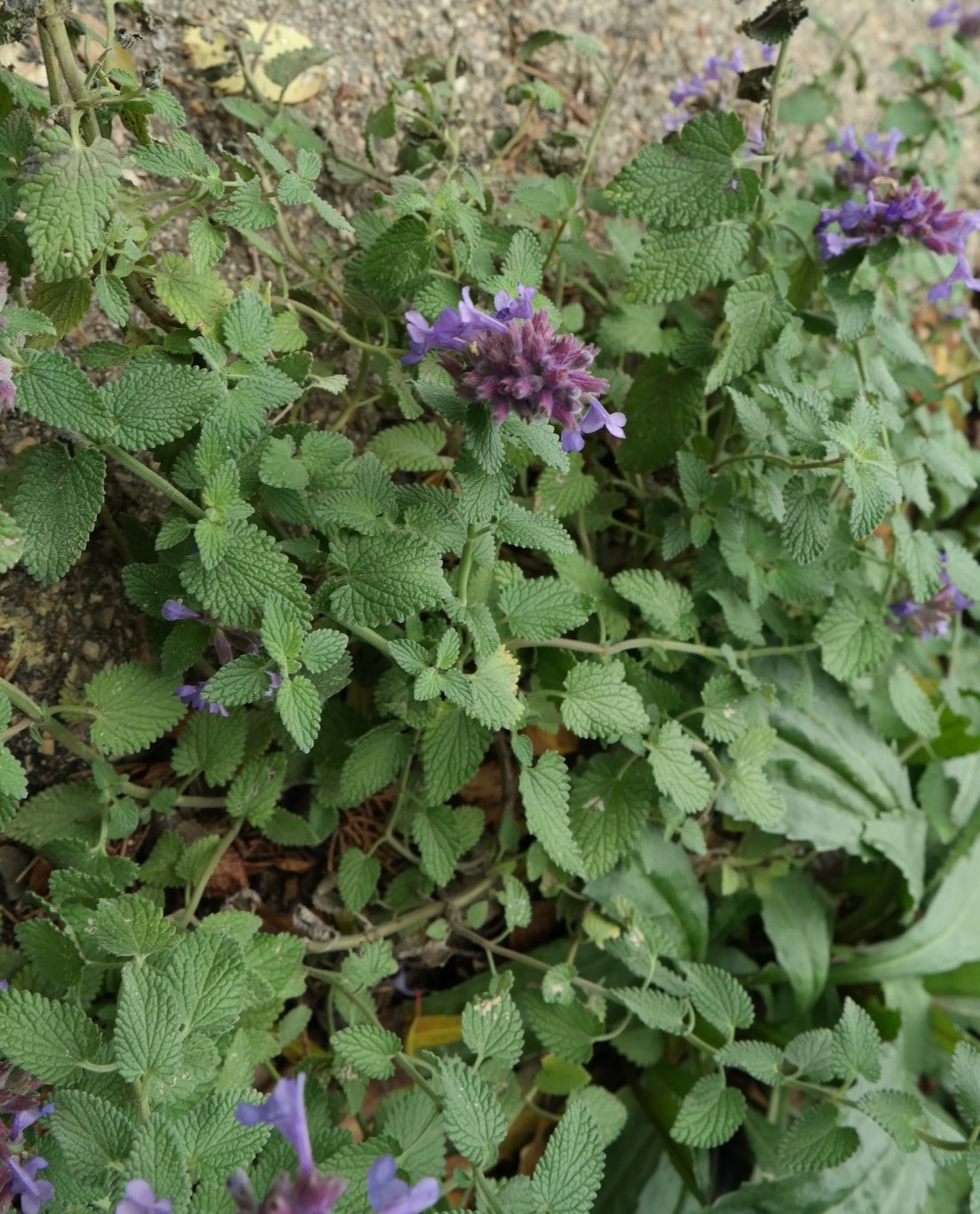 Изображение особи Nepeta mussinii.