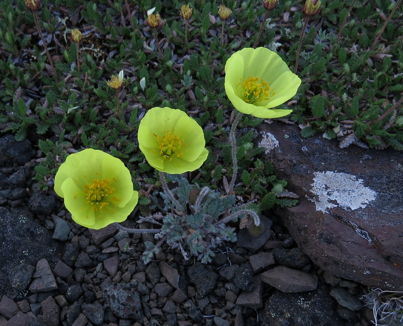 Image of Papaver leucotrichum specimen.