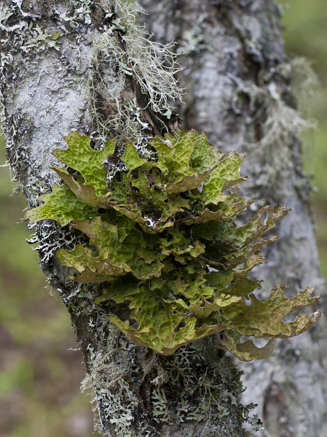 Изображение особи Lobaria pulmonaria.