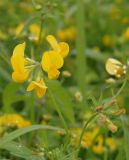 Lotus corniculatus. Соцветия с бутонами и цветками. Украина, Киевская обл., Васильковский р-н, село Ксаверовка Вторая, демонстрационное поле Выставочно-инновационного центра. 06.07.2016.