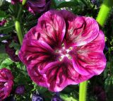 Malva mauritiana