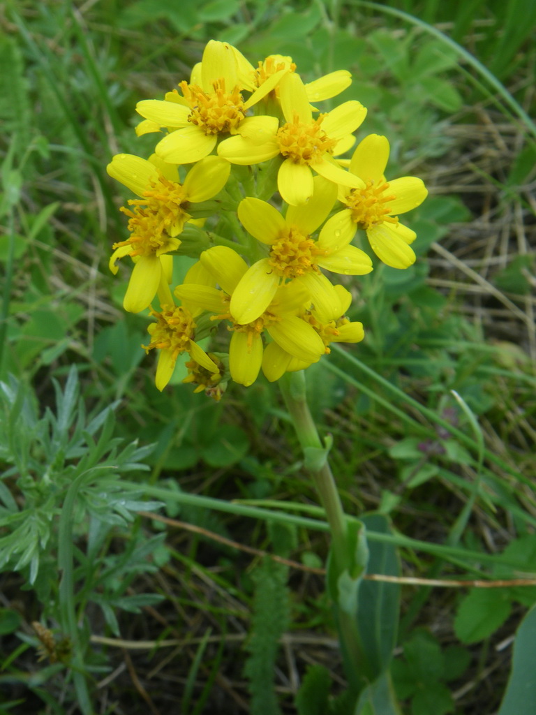 Image of Ligularia altaica specimen.