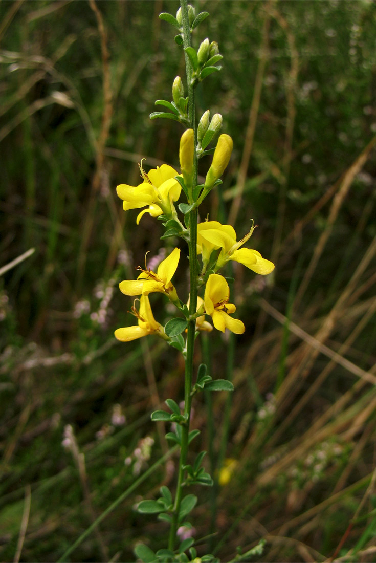 Изображение особи Genista pilosa.