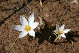 Crocus alatavicus