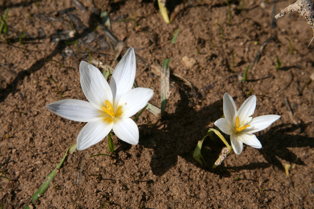 Изображение особи Crocus alatavicus.