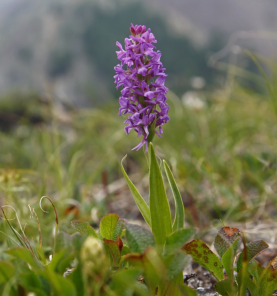 Изображение особи Gymnadenia conopsea.