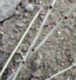 Amygdalus scoparia