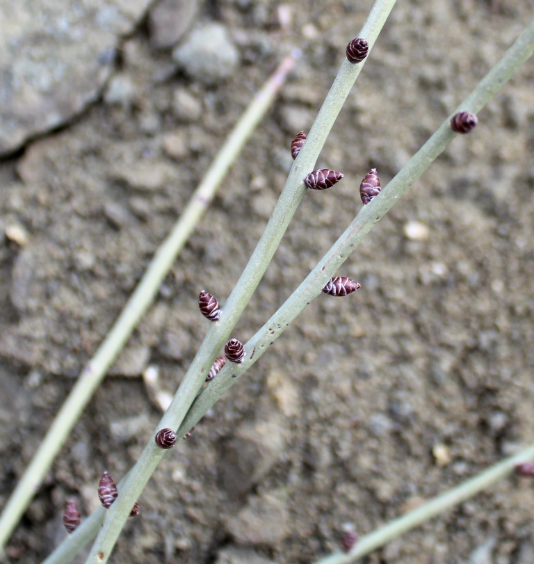 Изображение особи Amygdalus scoparia.