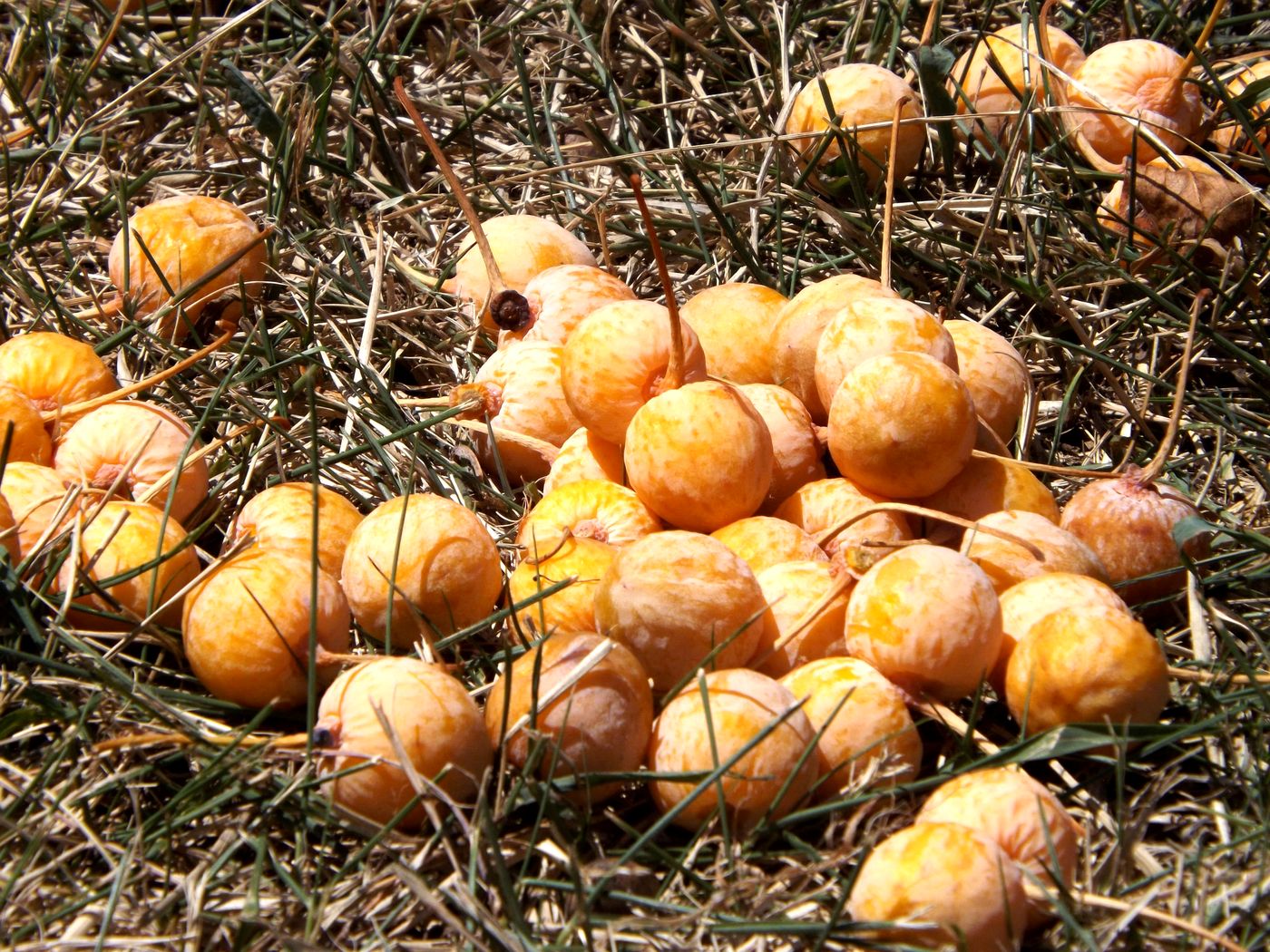Image of Ginkgo biloba specimen.