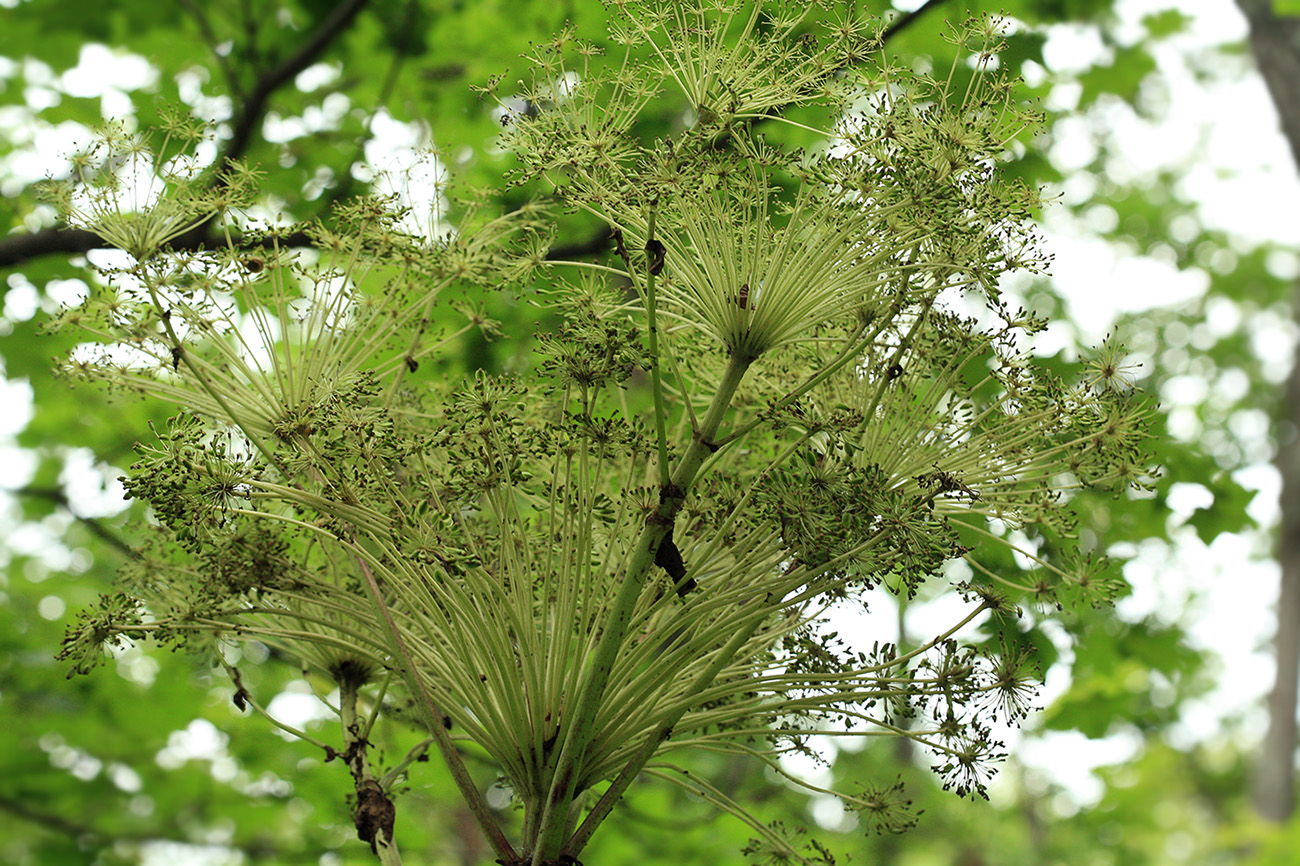 Image of Angelica ursina specimen.