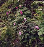 Paeonia anomala. Цветущее растение. Республика Алтай; Катунский хребет; край тропы на перевал Кузуяк, хвойный лес. Начало июля 2002 г.