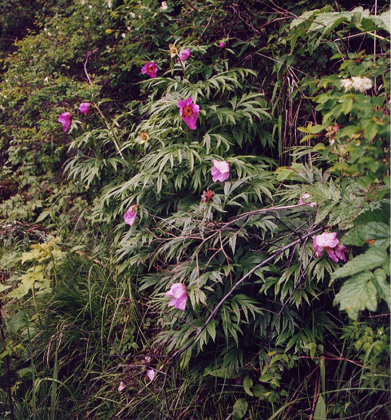 Image of Paeonia anomala specimen.