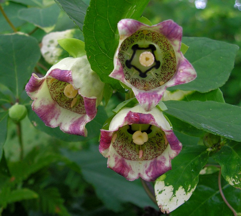 Изображение особи Codonopsis lanceolata.