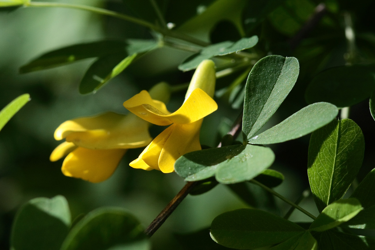 Image of Caragana frutex specimen.